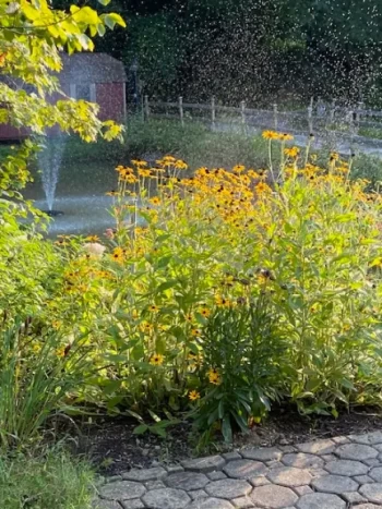 Garden bed with vibrant yellow flowers and a fountain in the background.