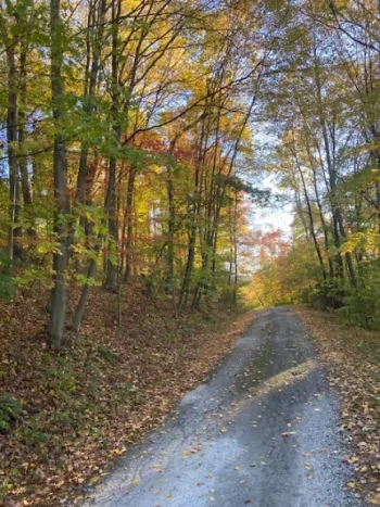 A winding path through a forest with autumn-colored leaves.